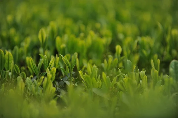 魔女の植物の毒と薬の見分け方と安全に楽しむコツ