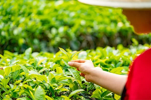太平洋岸北西部で容器栽培に成功する野菜の選び方と育て方のコツ